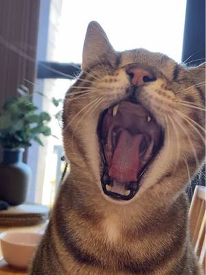 A post by @blind_cat_dmitri on TikTok caption: Blind meoyawn 🥹🩷 #blindcat #meow #cute 