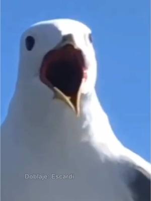 A post by @escardii on TikTok caption: Gaviota ve su final😱☠️ #parati #escardi 