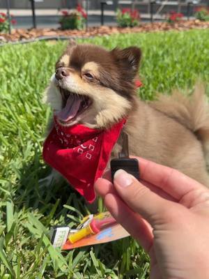 A post by @scout2015 on TikTok caption: Did you unlock the 1st, 2nd or 3rd one😱🍌… #unlock #banana #puppy #fyp 
