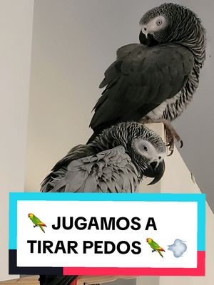 A post by @lora_prodigio on TikTok caption: Hoy la pequeña Lora está cariñosa y le dice a su hermanito Corcho que lo quiere mucho 🦜🥰💕 luego le dice de ir al gimnasio y luego quiere jugar a tirarse pedos con el 🦜💨😂🤣  A jugar a un pedo 💨😲🤣 Esta Lora es graciosa a más no poder!! 🦜😂🤣 #lorosgraciosos #loros #loraprodigio #loraycorcho #mascotasgraciosas #unpedo #tequiero #vamosalgym #lorosdetiktok 