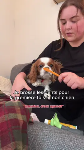 A post by @marieannefarleyy on TikTok caption: Roméo m’en voulait à la fin 😭 #chien #brossagededent #ilpuaitdelagueule 