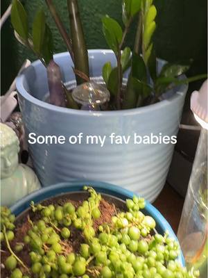 A post by @killemkhaos on TikTok caption: My monstera Adansonii is literally glittering and looks like velvet to me 😍😍😍😍 #monsteraadansonii #killemkhaos #planttok #stringofpearls #philendronbrazil #plantmom #plantsoftiktok 