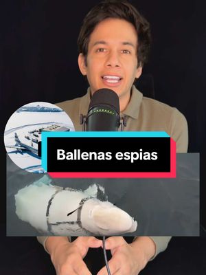 A post by @carlos_name on TikTok caption: El extraño caso de las ballenas domésticas para misiones de inteligencia…  El misterio comienza en 2019 en Noruega, cuando apareció una beluga con un harnes ruso…. #miedo #creepypasta #misterio 💀