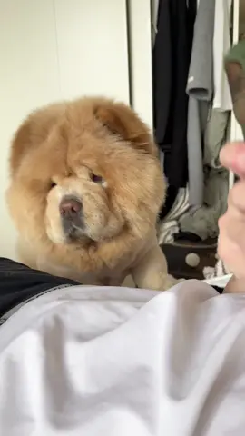 A post by @han716__ on TikTok caption: 每天叫醒我的，不是夢想⋯⋯是狗。