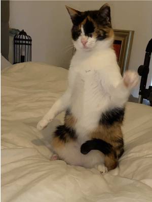 A post by @blind_cat_dmitri on TikTok caption: Blind ballerina 🩰🐈 #blindcat #cat 