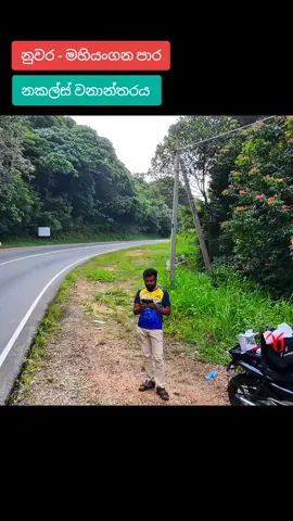 A post by @magadige on TikTok caption: දුම්බර කුරුළු ඇසින්...  #magadige #srilanka #life 
