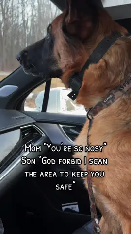 A post by @katncash on TikTok caption: Leave me alone mom, I’m working #dogsoftiktok #germanshepherd #dogmom #souldog #protectiondog #workingdog 