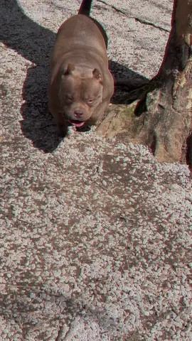 A post by @queencitybullys on TikTok caption: @queencitybullys #queencitybullys #microbully #americanbully #puppies #dogs #tiktokdogs #exoticbully 