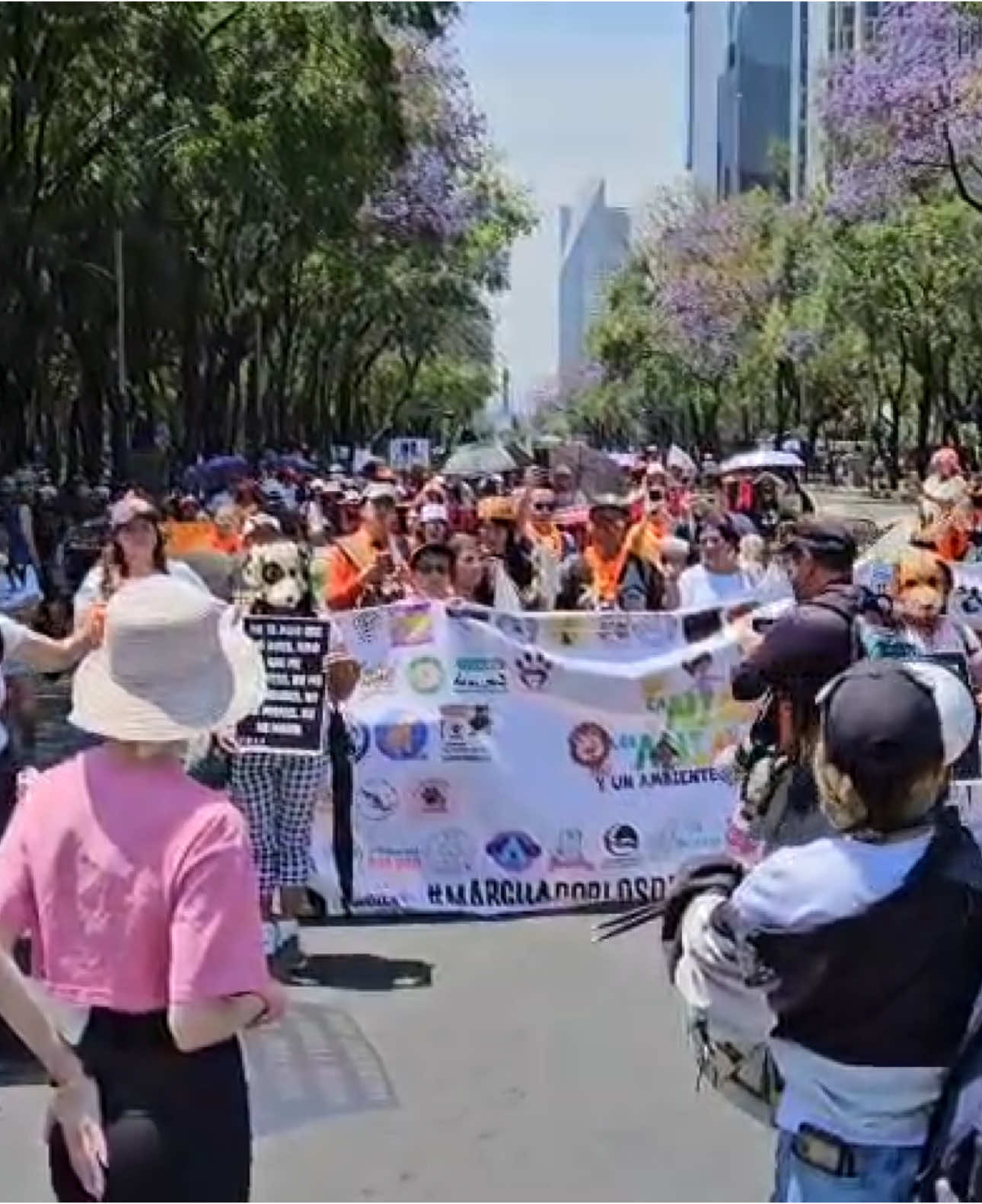 A post by @nagibeabbud on TikTok caption: Si todos nos preocupáramos por el sufrimiento de los demás, no tendríamos que preocuparnos por nosotros mismos. Un mundo con empatía no tendría espacio para el dolor de un toro en una plaza. #laniñezylosanimales #marchacontraelmaltratoanimal #niñezfeliz #noalascorridasdetoros 💕💫💫#noalatorturaanimal😡 🌸