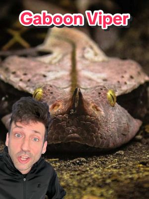 A post by @oddanny on TikTok caption: That is one dangerous noodle #gaboonviper 