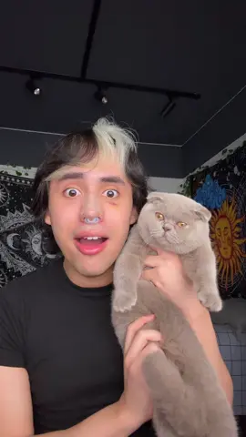 A post by @rafaelsantos on TikTok caption: meu novo nenem!!🐱💗 ME AJUDEM COM NOMEES #scottishfold 