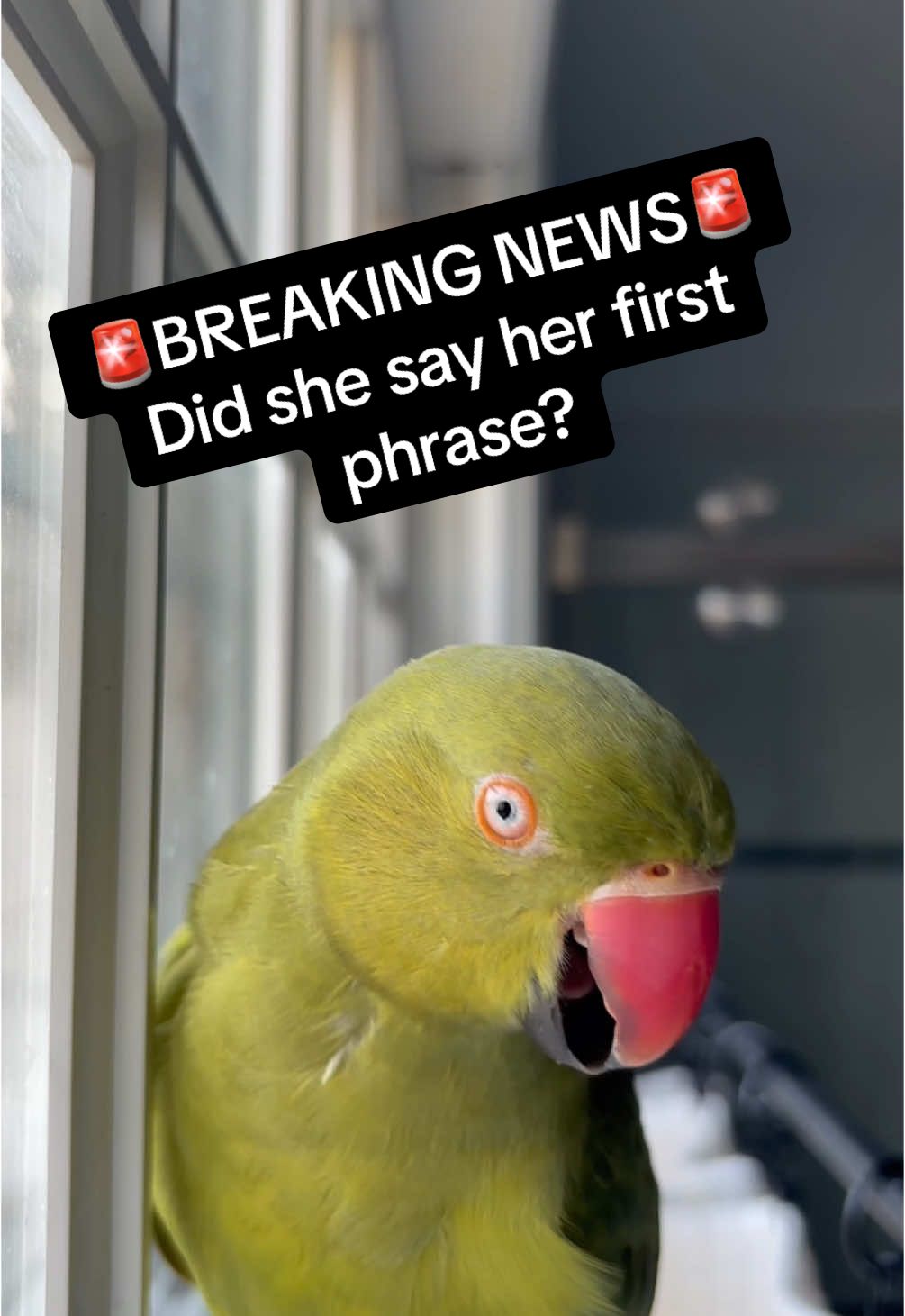 A post by @beakerbeak on TikTok caption: 🚨BREAKING NEWS🚨I think Ducky is saying her first phrase! To me, it sounds just like the beginning of Beaker’s “whatcha doin big Grammy”. What do we think? #talkingbird #talkingparrot #cuteanimals #funnyanimals #birdsoftiktok #parrotsoftiktok #babyanimals 