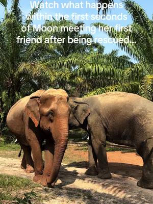 A post by @planting_peace on TikTok caption: Moon made her first friend. What happens next is pretty amazing.    Moon was nailed in the center forehead, most likely by a bullhook. She has been bleeding pretty bad. You can see the wet spot if you look closely. Dao understands that she is hurt right away. Starts searching for the open wound. Just love seeing how in tune elephants are with each other. Love knowing that Moon now has a friend for life. Moon is loving her new life at @FOLLOWING GIANTS! They will get her all fixed up. Thank you again for helping me rescue her. Love you all. - Aaron/Planting Peace #rescue #elephantrescue #thailand #fsu #plantingpeace 