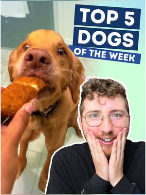 A post by @weratedogs on TikTok caption: Top 5 Dogs of the Week! 5. @Bee  4. @Denise Ordaz  3. @Priscilla Zavala  2. @mmmm  Pupdate @Humane Society Broward County  H.M. @Ben Chatterley is my muse  1. @adventuresofautumndog  #weratedogs