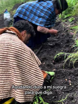 A post by @pupilo593 on TikTok caption: Etiqueta a tu novia y dile que le mande a tu suegra😂