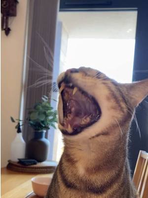 A post by @blind_cat_dmitri on TikTok caption: Sleepy blind cat 💤🐈 #cat #meow 