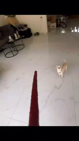A post by @dogg_nikki on TikTok caption: you want candy niki niki 😂 #pet #foryou #PetsOfTikTok #fypツ #chihuahua #dog 