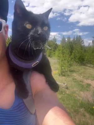 A post by @backpackingkitty on TikTok caption: Simon’s grocery bill is higher than mine! 🙀🍴🐾 #cat #catsoftiktok #Bestfriend #catlover #adventure #nature