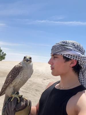 A post by @nickaufmann on TikTok caption: Chillin with habibi 