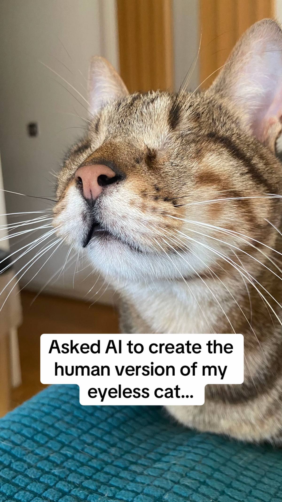 A post by @blind_cat_dmitri on TikTok caption: #blindcat #cats 