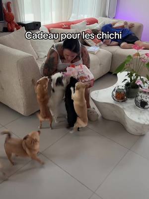 A post by @chichicanos on TikTok caption: Trop mignon les amours 🥰 #chihuahua 