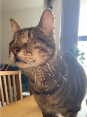 A post by @blind_cat_dmitri on TikTok caption: Meow? 🥺🩷🐈💐 #blindcat #meow 