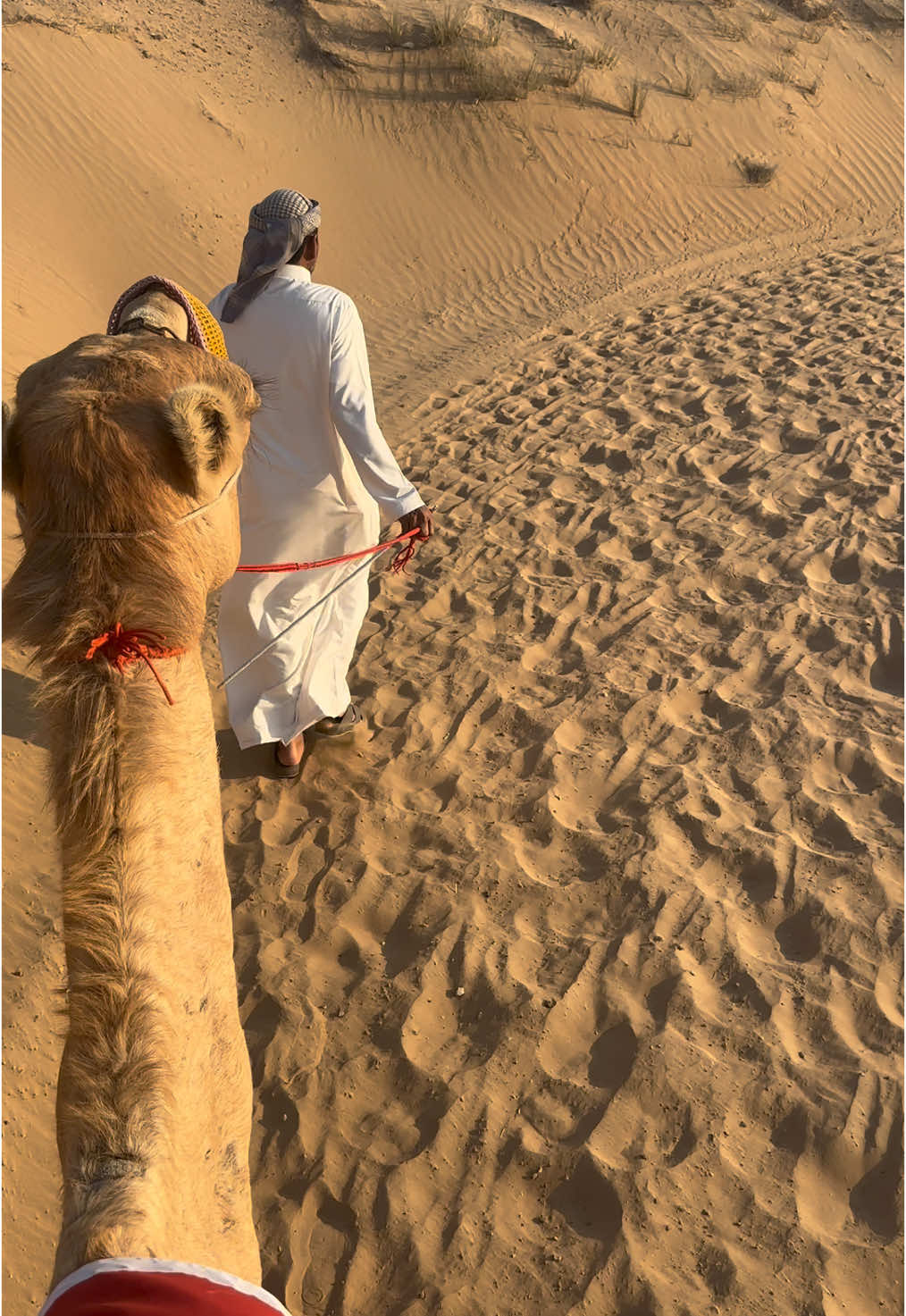 A post by @mihaelahoma on TikTok caption: #camelride🏜️🐪    #sunset #newexperience #dubai🇦🇪 #happyholiday2025 