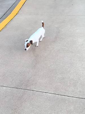 A post by @melissaksims on TikTok caption: #strut #jrt #fypシ゚viral #fyp #puddinjack #jackrussell #lovergirl 