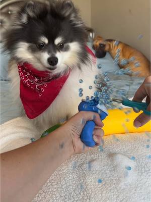 A post by @scout2015 on TikTok caption: Bye Bye Figets😢Part 2??💔 #fidgets #unlock #satisfying #puppy #dogs 