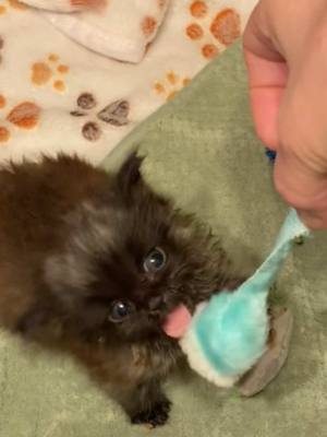 A post by @ragstorichesanimalrescu on TikTok caption: I present you a little Soot Sprites #fyp #foryou #foryoupage #rescue #rescuekitten #kitten #kittens #follow #followus #rescuecat #rescuekittenoftiktok #wisp #kittenlove #staystinky 