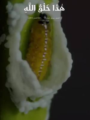 A post by @dd3.abukhaled on TikTok caption: #هذا_خلق_الله  عالم الحشرات المذهل ... هل سبق ان رأيتم كيف تصنع هذه اليرقة شرنقتها التى تحميها حتى تكمل باقى مراحل نموها (اليرقة هى أحد أطوار النمو للحشرات)  من علمها ؟  من أعطاها القدرة وفهمها ما تصنع .. ؟  من وهبها هذه المادة الكثيفة وكيف تحيط نفسها بها ؟  هل لها عقل ؟ هل لها قوة ؟  أم هو ابداع الخالق الذى أودعها اسرار حياتها لتعيش .  إنه الله  اعطى كل شىء خلقه ثم هدى ..  #القرآن_الكريم  {031 #لقمان (٠١١)}  🎙️ #محمد_صديق_المنشاوي  من #دين_ودنيا  يسرنا إنضمامك إلينا  ‏استعمل هذا الرابط للانضمام إلى  مجموعتي في واتساب:  https://chat.whatsapp.com/ICMqHfDfi7d8JLO0HZh48X  مجموعتي في تليجرام : https://t.me/Dien_w_Dunya مجموعة للتصاميم :  https://t.me/Dien_w_Dunya_Tasamim