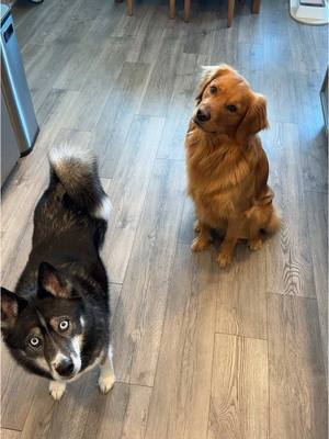 A post by @gravythegolden on TikTok caption: Gravy was so confused 🤭😂 #goldenretrieverlife #goldenretrieversoftiktok #goldenretriever #dogsoftiktok #goldenretrieverpuppy #goldenretrieversworld #goldenretrieverlove #goldenretrieverpuppies #goldenretrievers #pomsky #pomskylove 