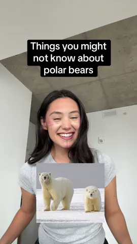 A post by @shinanova on TikTok caption: Fun facts about arctic polar bears, nanuit #polarbear #arctic #funfacts #nanuq #TikTokforGood #TikTok_Partner