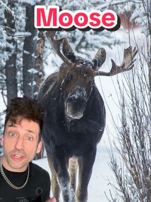 A post by @oddanny on TikTok caption: Don’t sleep on Moose 👀 #moose 