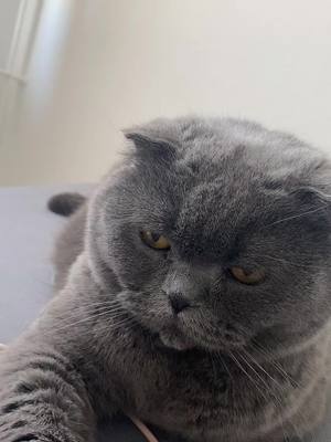 A post by @julinkahimik on TikTok