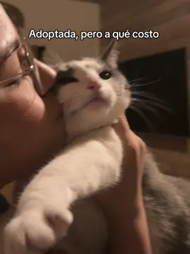A post by @carpedilema on TikTok caption: Ni modo a pagar las croquetas de una forma u otra #gatoenojado #gatostiktok #tiktokcats #maltratoanimal 