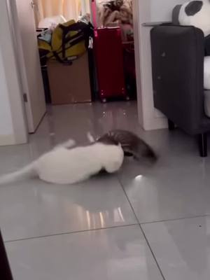 A post by @tasty_bite818 on TikTok caption: Funny cats #funnyvideos #fypシ 