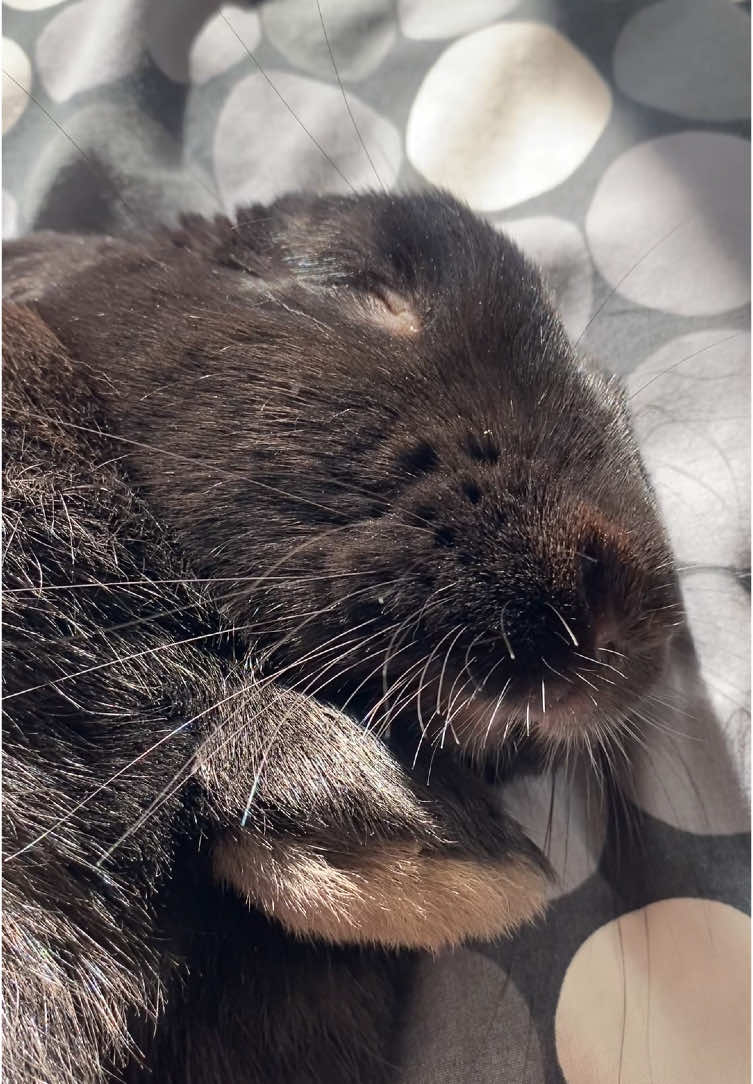 A post by @hazelnut_the_bunny on TikTok caption: Oh to be a rescue rabbit who no longer fears life 🥹  . #freeroambunny #rescuinganimals #adoptdontshop 