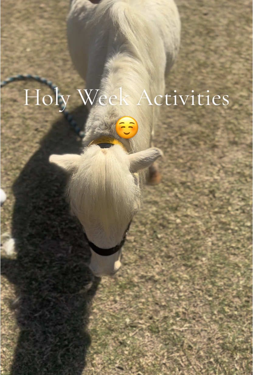 A post by @____sime on TikTok caption: Hey! We were invited to a biblical scavenger hunt. It was very exciting participating in many activities. 🥳 #HolyWeek #easteregghunt #spring #pettingzoo #healing 