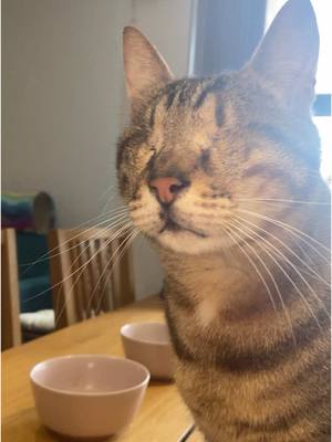 A post by @blind_cat_dmitri on TikTok caption: He said hello 🥹 #blindcat #meow 