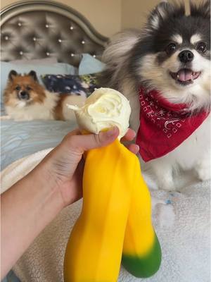 A post by @scout2015 on TikTok caption: I PROMISE I did it😏🍌✂️ #fidget #unlock #dog #squishy #puppy 