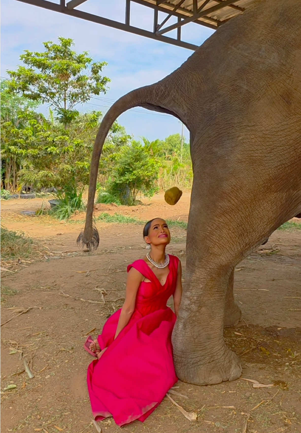 A post by @arroncrascall on TikTok caption: What kind of Zoo is this?? 🐘 #zoo #what #fyp #for 