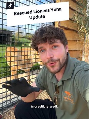 A post by @camwhitnall on TikTok caption: Here’s an update on Yuna the lioness! 🦁💛 Rescuing Yuna from the war in Ukraine and giving her a second chance at life has been incredibly special, she’s transformed into a completely different lion. And seeing the bond she’s formed with Vanda and Rori has been just as amazing. 🥹  #lion #rescue #thebigcatsanctuary #tiktokforgood #bigcats 