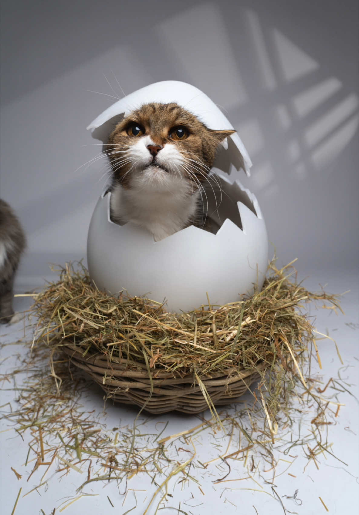 A post by @furryfritz on TikTok caption: DIY Easter egg for my cat photoshoots 📸🐣😸  #furryfritz #catographer #cats #easteregg #diyproject #catphotography #cutecats 