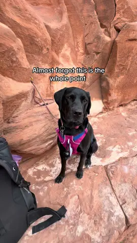 A post by @moxiesadventures on TikTok caption: Not a parking lot in sight #adventuredog #rockclimbing #moab #moabutah 