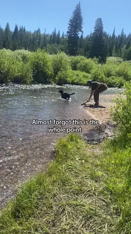 A post by @moxiesadventures on TikTok caption: This is one of the best TikTok trends to happen, you can’t change my mind. You also can’t put a limit on the number of versions I will post it. #adventuredog #colorado #rockymountains 