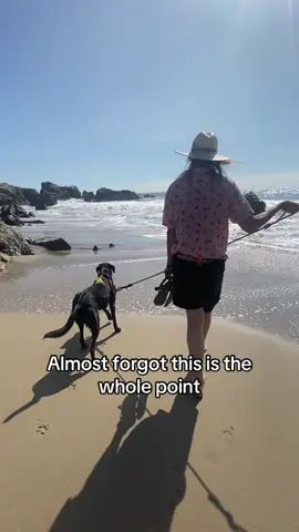 A post by @moxiesadventures on TikTok caption: Moxie’s first beach trip  #adventuredog #beachdog #malibu #labradorretriever 
