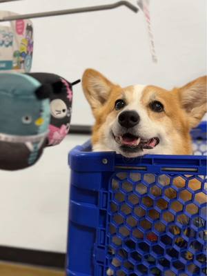 A post by @hammyandolivia on TikTok caption: The road to Chonkfest has begun, and Chew Mees by @Squishmallows are paving the way. Get your tickets now for Chonkfest on May 17th, and be sure to collect every Squishmallows Chew Mees character at @PetSmart or when you use the link in our bio! #squishmallows @Jazwares #chonkfest #jazwarespartner 