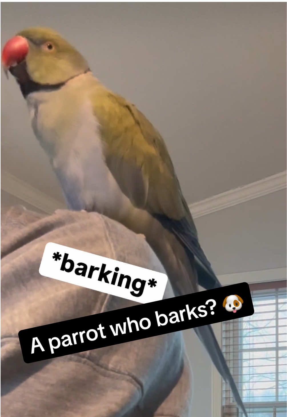 A post by @beakerbeak on TikTok caption: Beaker is in a talkative mood - he even brought out some barking! 🐶 #birdsoftiktok #parrotsoftiktok #talkingbird #talkingparrot #cuteanimals #funnyanimals #parrot #cute #funny #woof #dog #barking 