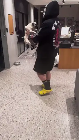 A post by @mully on TikTok caption: Got caught filming #theboys #mully #funny #Meme #dog 